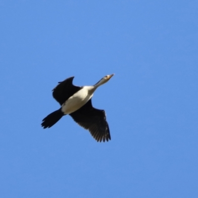 Microcarbo melanoleucos (Little Pied Cormorant) at Molonglo Valley, ACT - 5 Feb 2023 by JimL