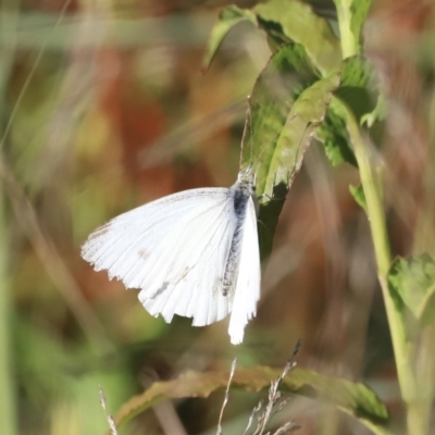 Pieris rapae (Cabbage White) at Molonglo River Reserve - 4 Feb 2023 by JimL