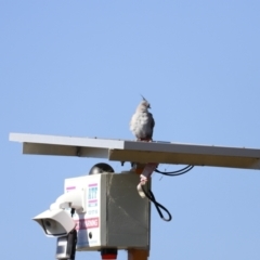 Ocyphaps lophotes (Crested Pigeon) at Molonglo Valley, ACT - 5 Feb 2023 by JimL