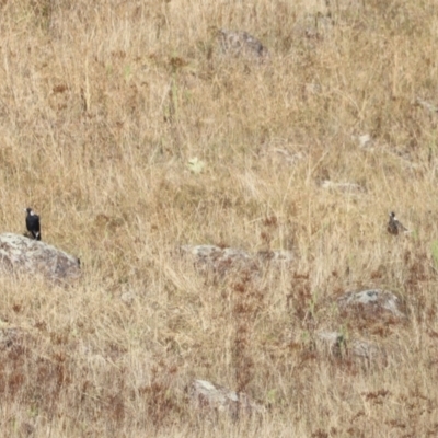 Gymnorhina tibicen (Australian Magpie) at Molonglo Valley, ACT - 5 Feb 2023 by JimL