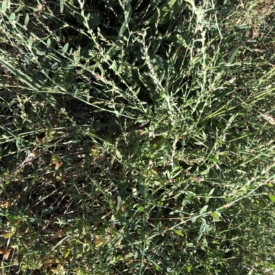 Polygonum (genus) (Wireweed) at Belconnen, ACT - 5 Feb 2023 by JohnGiacon