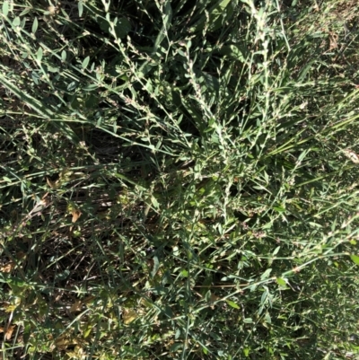 Polygonum sp. (Wireweed) at Emu Creek - 4 Feb 2023 by JohnGiacon