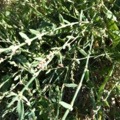 Polygonum sp. at Belconnen, ACT - 5 Feb 2023