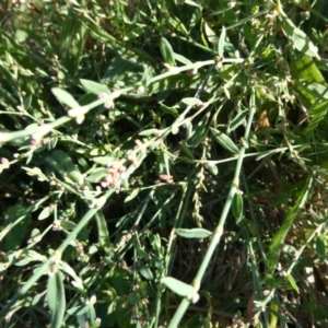 Polygonum sp. at Belconnen, ACT - 5 Feb 2023