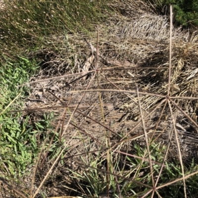 Chloris truncata (Windmill Grass) at Belconnen, ACT - 4 Feb 2023 by jgiacon