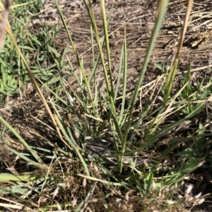 Chloris truncata at Belconnen, ACT - 5 Feb 2023