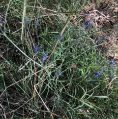 Eryngium ovinum (Blue Devil) at Belconnen, ACT - 5 Feb 2023 by JohnGiacon