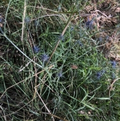 Eryngium ovinum (Blue Devil) at Flea Bog Flat to Emu Creek Corridor - 4 Feb 2023 by JohnGiacon