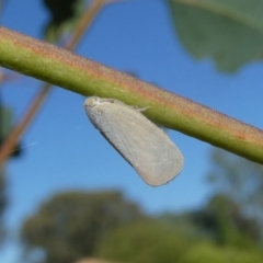 Anzora unicolor (Grey Planthopper) at Flea Bog Flat to Emu Creek Corridor - 1 Feb 2023 by JohnGiacon