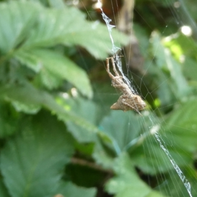 Philoponella congregabilis (Social house spider) at Flea Bog Flat to Emu Creek Corridor - 1 Feb 2023 by JohnGiacon