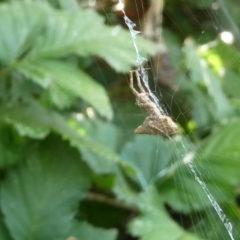 Philoponella congregabilis (Social house spider) at Belconnen, ACT - 1 Feb 2023 by jgiacon