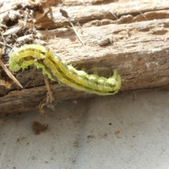 Helicoverpa punctigera (Native Budworm) at Belconnen, ACT - 2 Feb 2023 by JohnGiacon