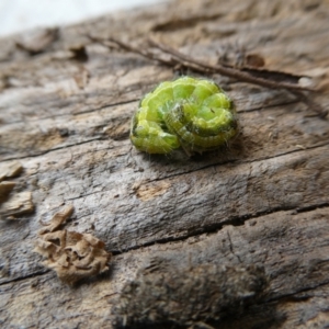 Helicoverpa punctigera at Belconnen, ACT - 2 Feb 2023