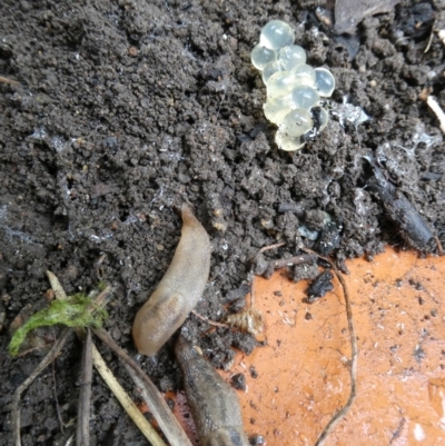 Ambigolimax nyctelia (Striped Field Slug) at Flea Bog Flat to Emu Creek Corridor - 4 Feb 2023 by JohnGiacon