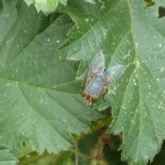 Calliphora sp. (genus) (Unidentified blowfly) at Emu Creek - 4 Feb 2023 by JohnGiacon