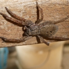 Miturga sp. (genus) (Unidentified False wolf spider) at Flea Bog Flat to Emu Creek Corridor - 4 Feb 2023 by jgiacon