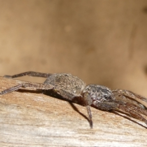 Miturga sp. (genus) at Belconnen, ACT - 4 Feb 2023