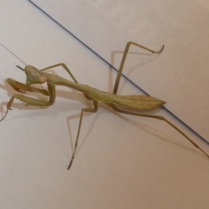 Pseudomantis albofimbriata at Belconnen, ACT - 5 Feb 2023