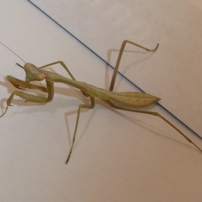 Pseudomantis albofimbriata (False garden mantis) at Belconnen, ACT - 5 Feb 2023 by JohnGiacon