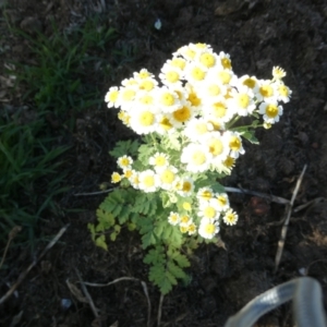 Tanacetum parthenium at Belconnen, ACT - 5 Feb 2023