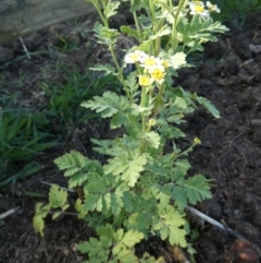 Tanacetum parthenium at Belconnen, ACT - 5 Feb 2023