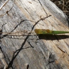 Pergidae sp. (family) (Unidentified Sawfly) at Flea Bog Flat to Emu Creek Corridor - 4 Feb 2023 by JohnGiacon
