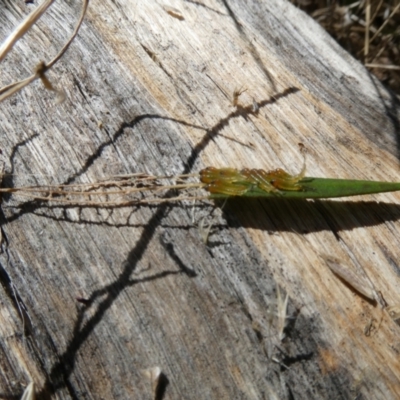 Pergidae sp. (family) (Unidentified Sawfly) at Flea Bog Flat to Emu Creek Corridor - 4 Feb 2023 by JohnGiacon