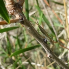 Mutusca brevicornis (A broad-headed bug) at Belconnen, ACT - 5 Feb 2023 by JohnGiacon