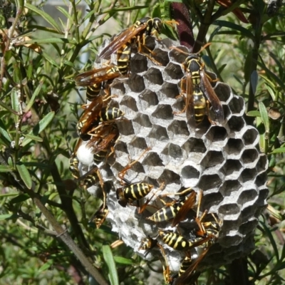 Polistes (Polistes) chinensis (Asian paper wasp) at Emu Creek - 4 Feb 2023 by JohnGiacon