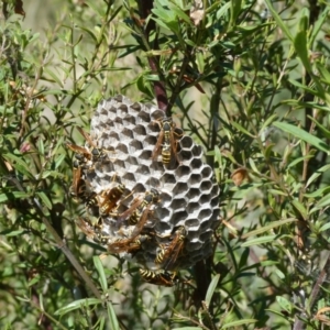 Polistes (Polistes) chinensis at Belconnen, ACT - 5 Feb 2023