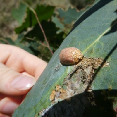 Paropsis atomaria (Eucalyptus leaf beetle) at Flea Bog Flat to Emu Creek Corridor - 4 Feb 2023 by JohnGiacon