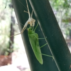 Caedicia simplex (Common Garden Katydid) at QPRC LGA - 5 Feb 2023 by LyndalT