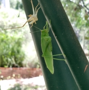 Caedicia simplex at Greenleigh, NSW - 5 Feb 2023