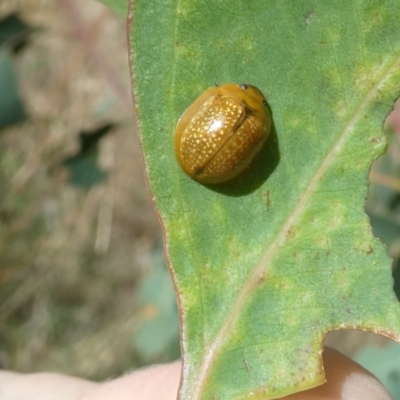 Paropsisterna cloelia (Eucalyptus variegated beetle) at Flea Bog Flat to Emu Creek Corridor - 4 Feb 2023 by JohnGiacon