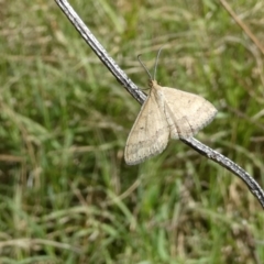 Scopula rubraria (Plantain Moth) at Flea Bog Flat to Emu Creek Corridor - 4 Feb 2023 by JohnGiacon