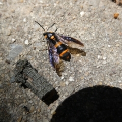 Pterygophorus cinctus (Bottlebrush sawfly) at Flea Bog Flat to Emu Creek Corridor - 5 Feb 2023 by JohnGiacon