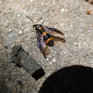 Pterygophorus cinctus at Belconnen, ACT - 5 Feb 2023 11:46 AM