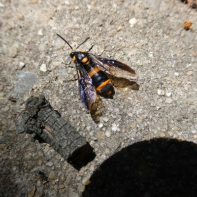 Pterygophorus cinctus (Bottlebrush sawfly) at Flea Bog Flat to Emu Creek Corridor - 5 Feb 2023 by JohnGiacon