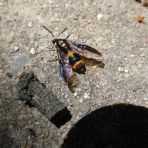 Pterygophorus cinctus at Belconnen, ACT - 5 Feb 2023