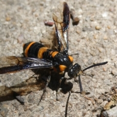 Pterygophorus cinctus at Belconnen, ACT - 5 Feb 2023