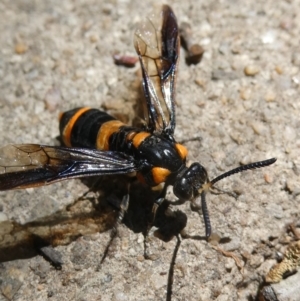 Pterygophorus cinctus at Belconnen, ACT - 5 Feb 2023 11:46 AM