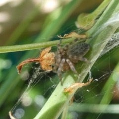 Badumna sp. (genus) (Lattice-web spider) at Flea Bog Flat to Emu Creek Corridor - 5 Feb 2023 by jgiacon