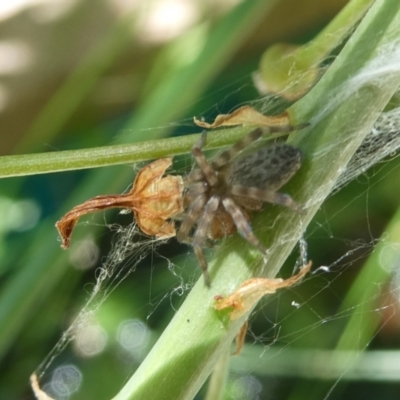 Badumna sp. (genus) (Lattice-web spider) at Belconnen, ACT - 5 Feb 2023 by JohnGiacon