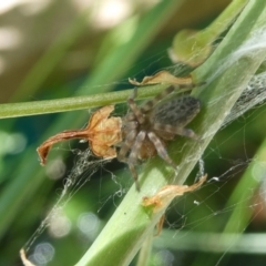 Badumna sp. (genus) (Lattice-web spider) at Belconnen, ACT - 5 Feb 2023 by jgiacon