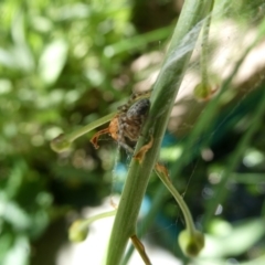 Badumna sp. (genus) at Belconnen, ACT - 5 Feb 2023