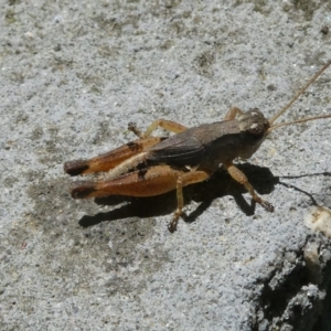 Phaulacridium vittatum at Belconnen, ACT - 5 Feb 2023