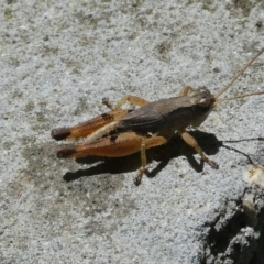 Phaulacridium vittatum (Wingless Grasshopper) at Belconnen, ACT - 5 Feb 2023 by jgiacon