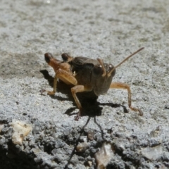 Phaulacridium vittatum at Belconnen, ACT - 5 Feb 2023