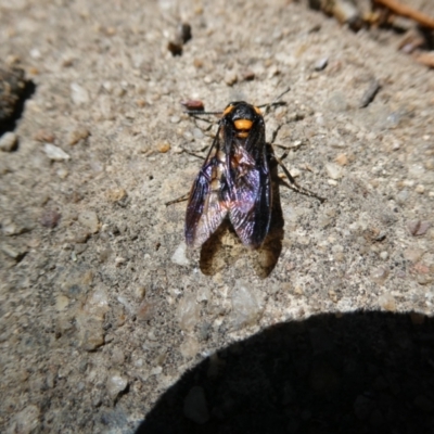 Pterygophorus cinctus (Bottlebrush sawfly) at Flea Bog Flat to Emu Creek Corridor - 5 Feb 2023 by JohnGiacon