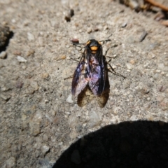 Pterygophorus cinctus (Bottlebrush sawfly) at Belconnen, ACT - 5 Feb 2023 by jgiacon
